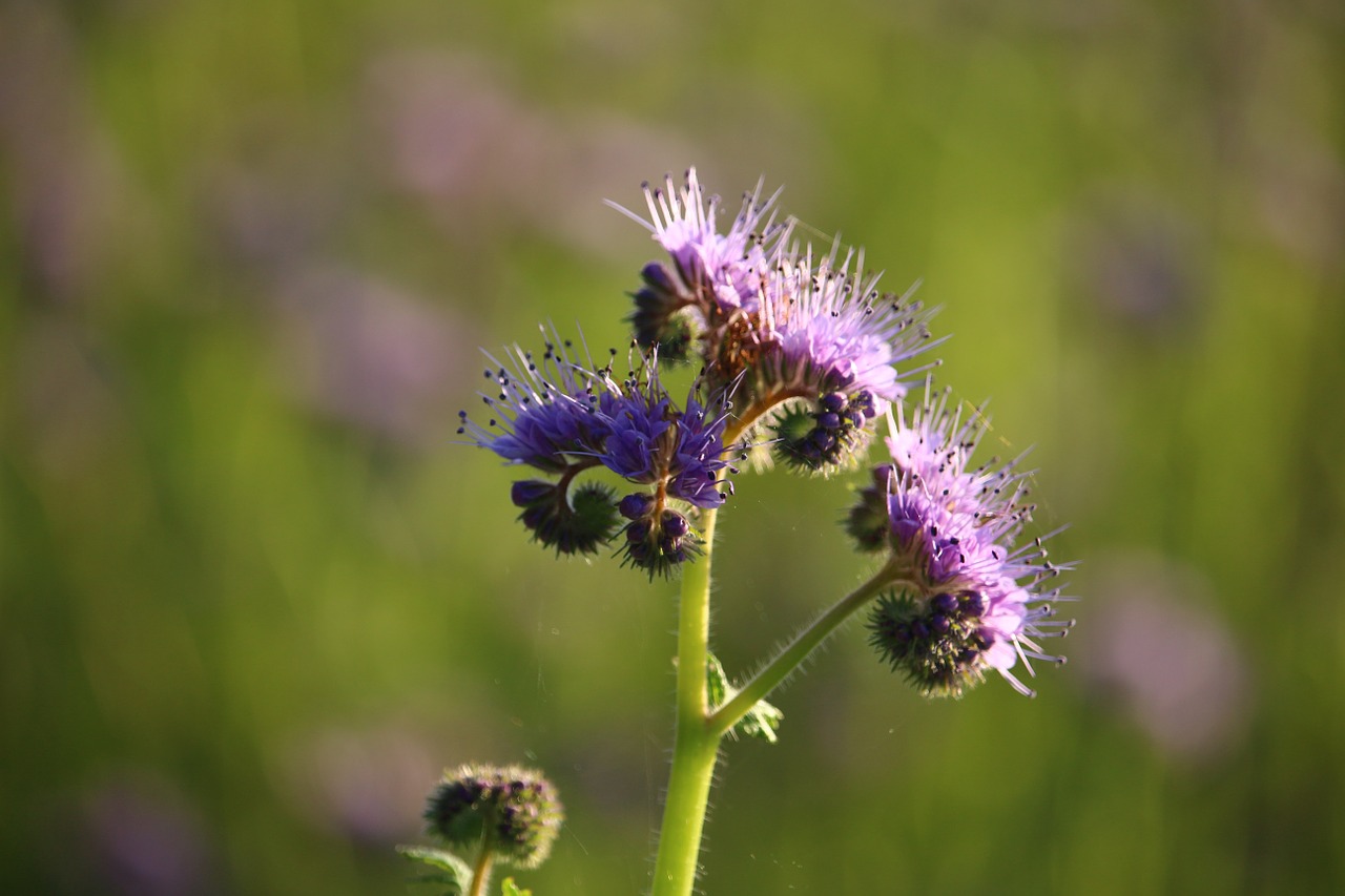 blossom bloom violet free photo