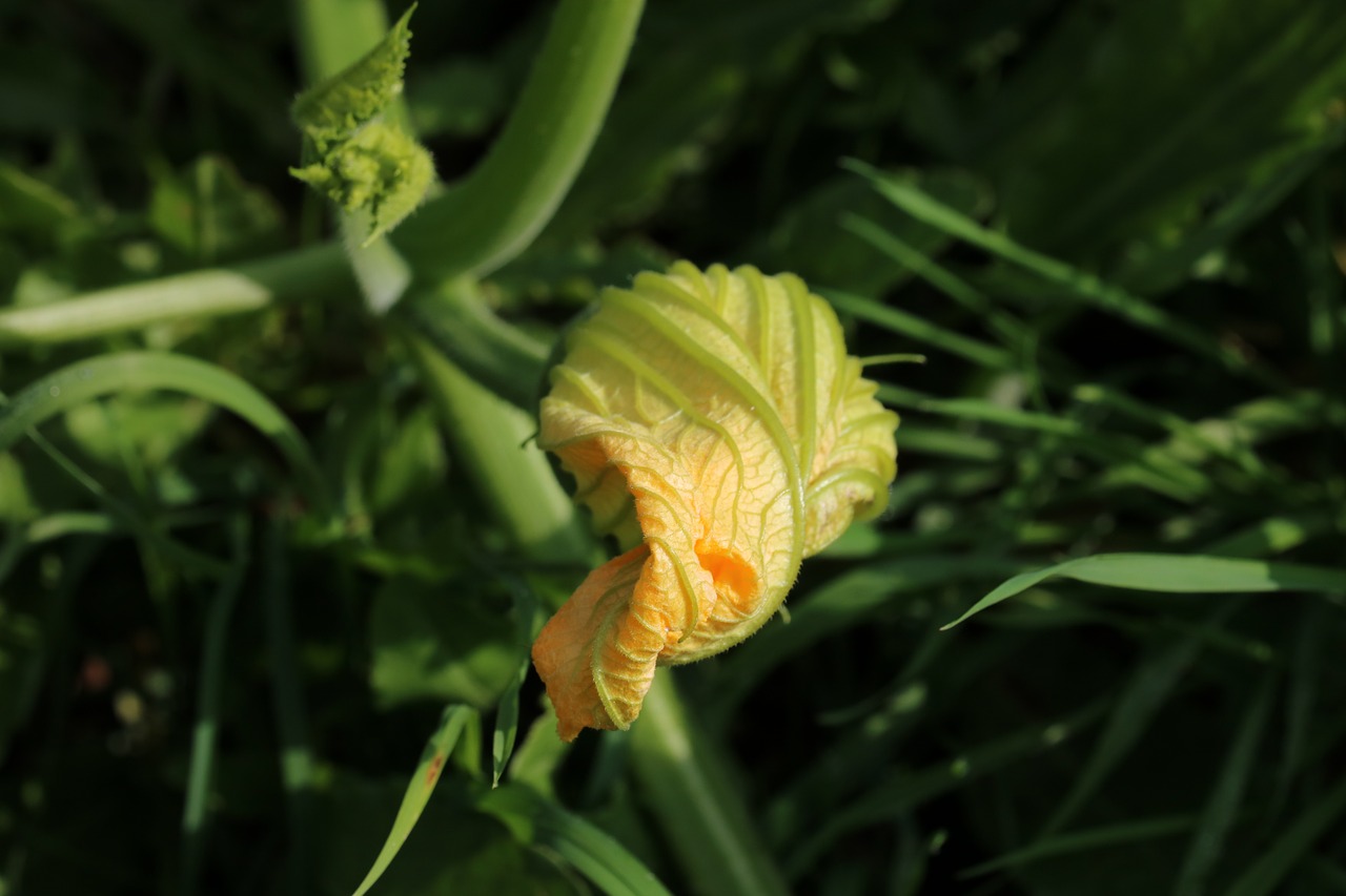 blossom bloom pumpkin free photo