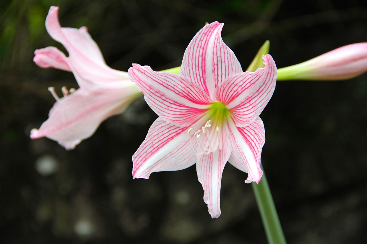 lily blossom bloom free photo