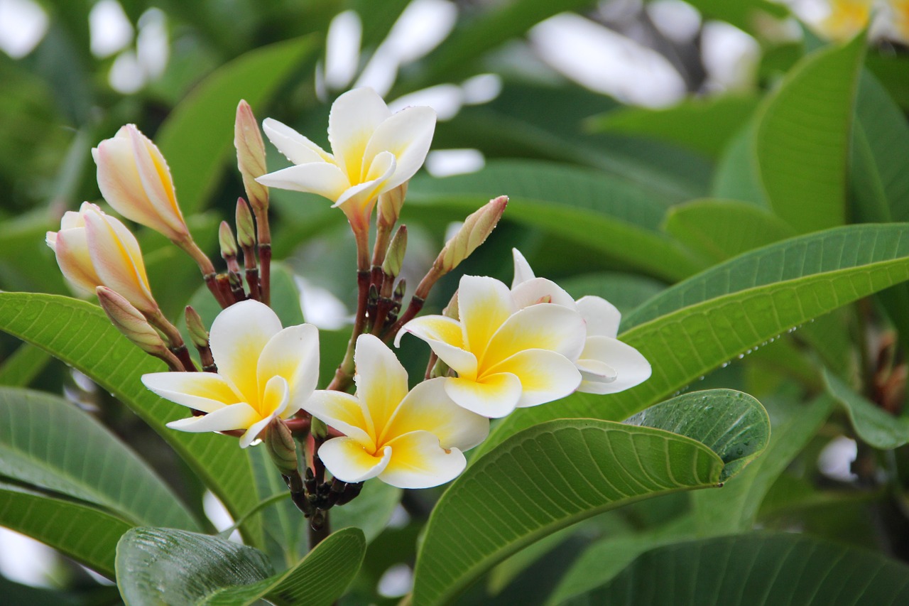 plumeria frangipani blossom free photo