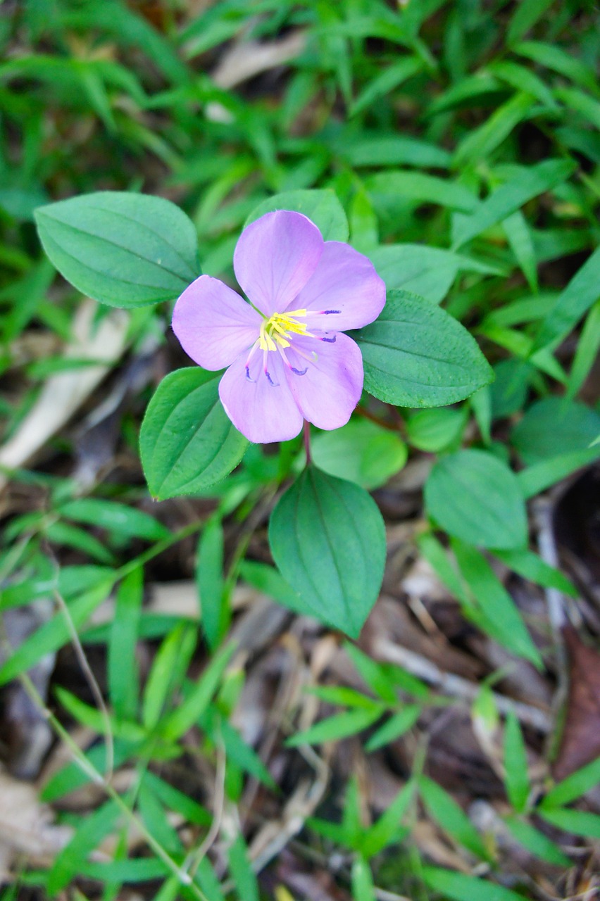 blossom bloom flower free photo