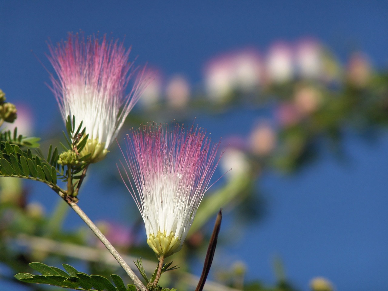 blossom bloom jamaica free photo