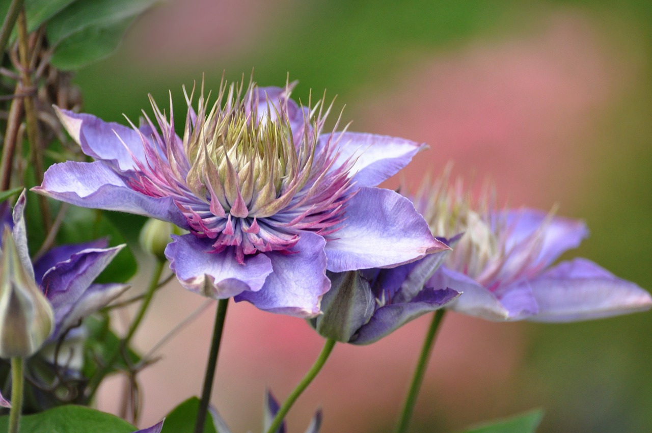 blossom flower summer flowers free photo