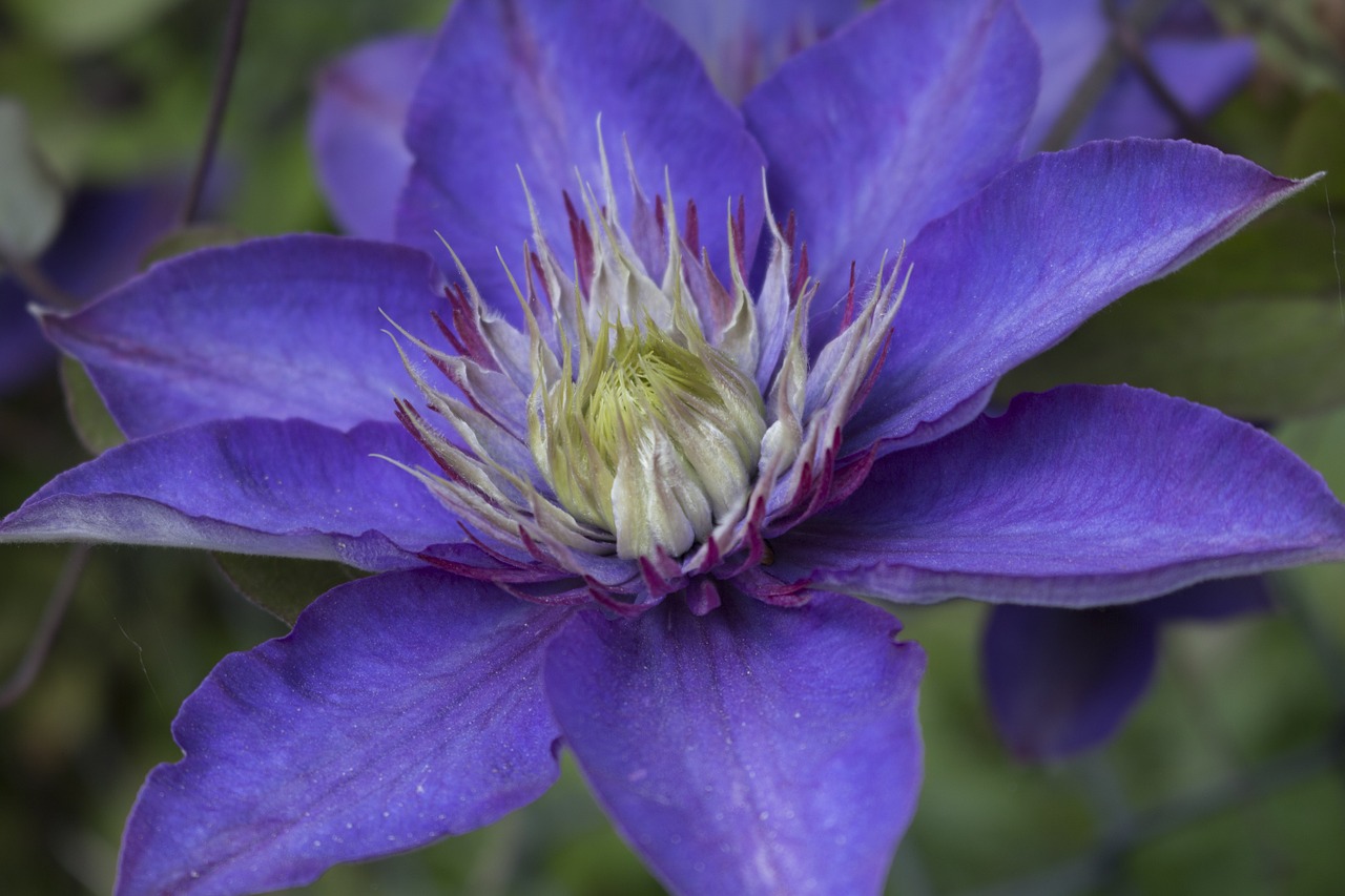 blossom bloom german federal horticultural show free photo