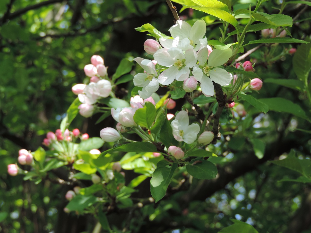 blossom apple tree white free photo