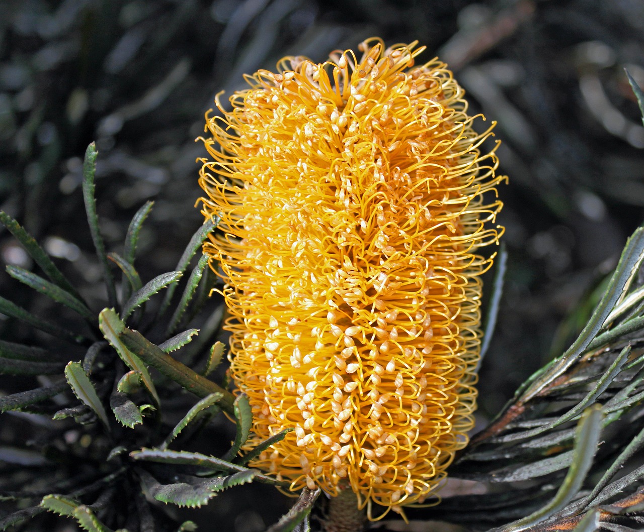 hairpin banksia banksia spinulosa prickly leaved banksia free photo