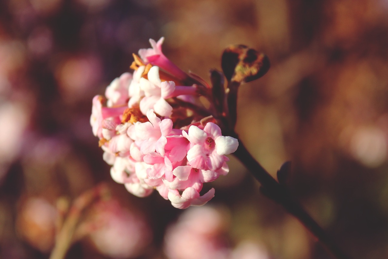 blossom bloom pink free photo