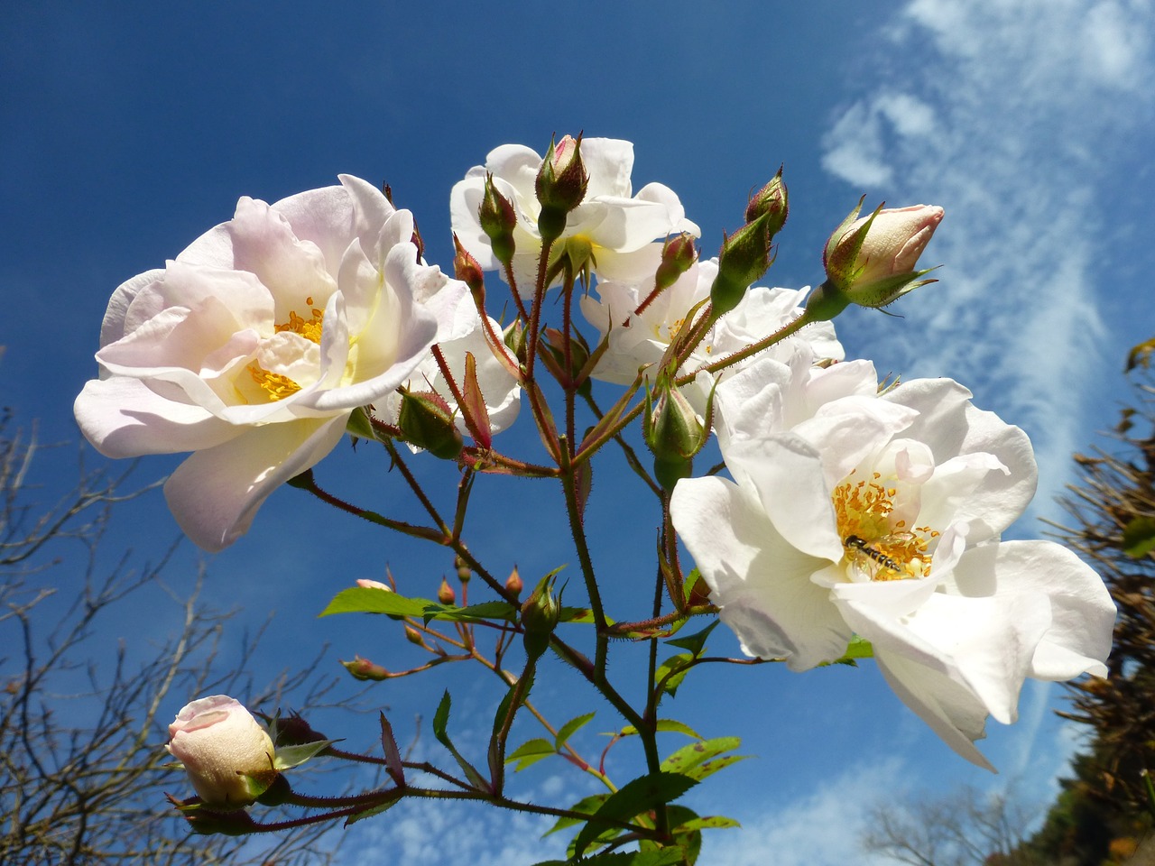 blossom bloom rose free photo