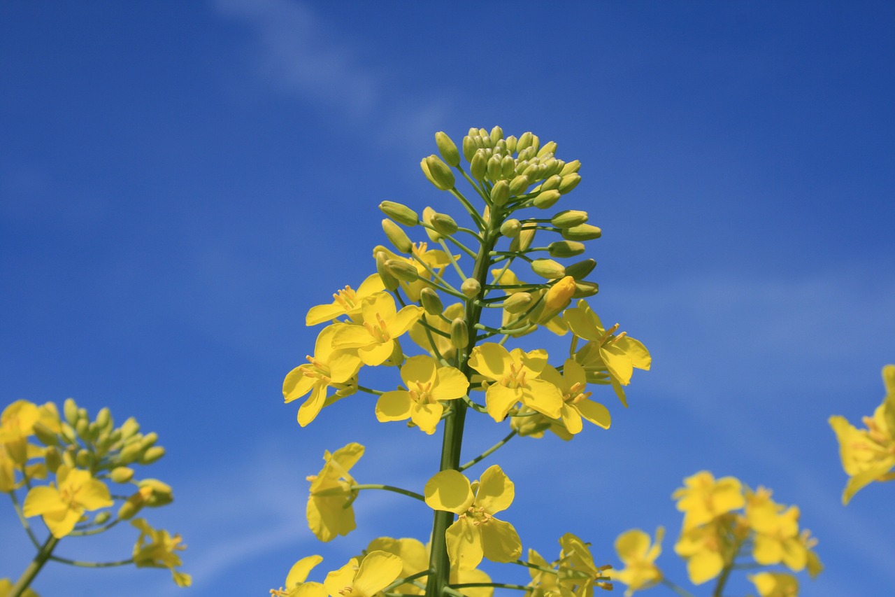 oilseed rape blossom bloom free photo