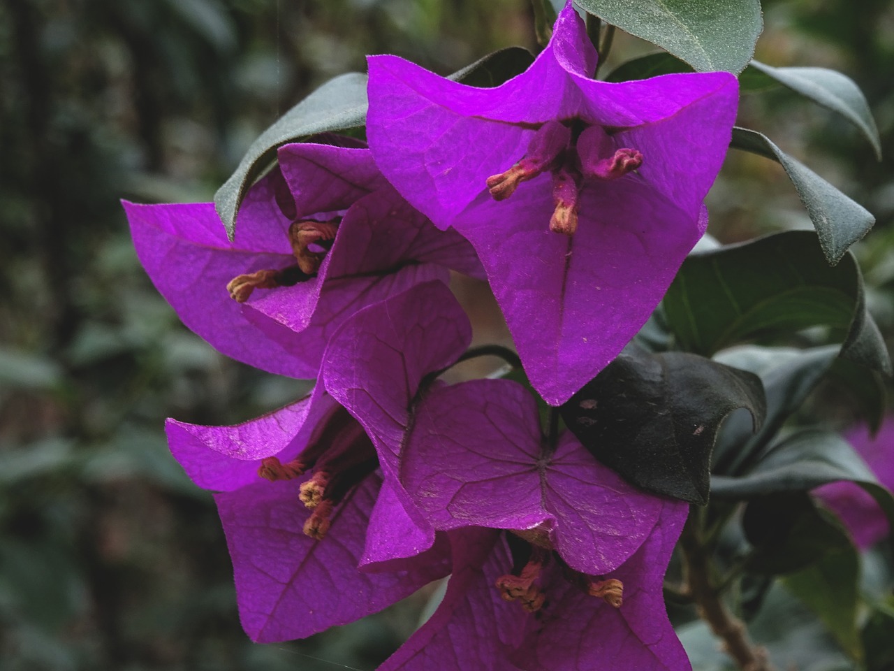 blossom bloom flower free photo