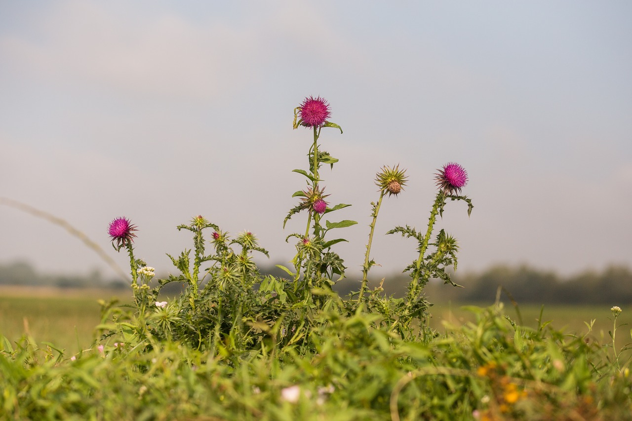 blossom bloom plant free photo