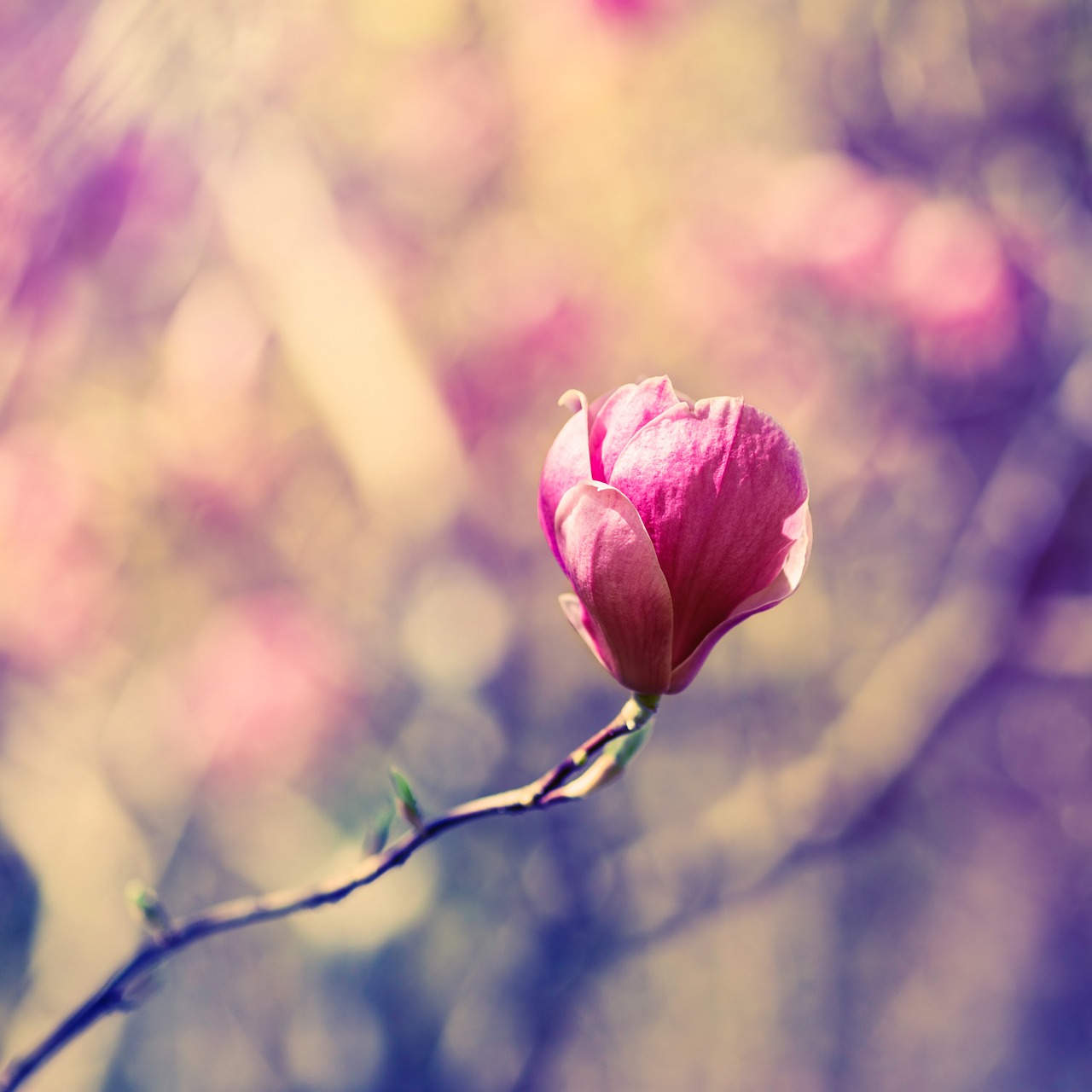 blossom bloom magnolia free photo