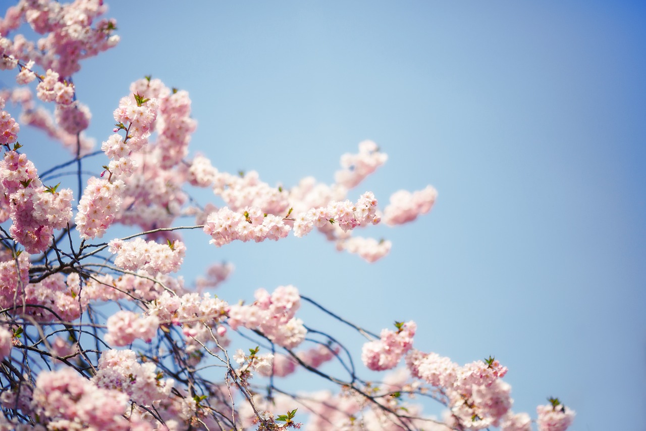 blossom bloom tree free photo