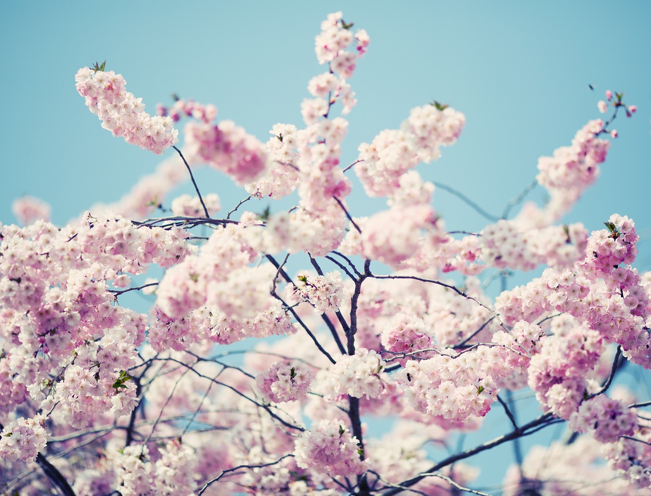 blossom bloom tree free photo