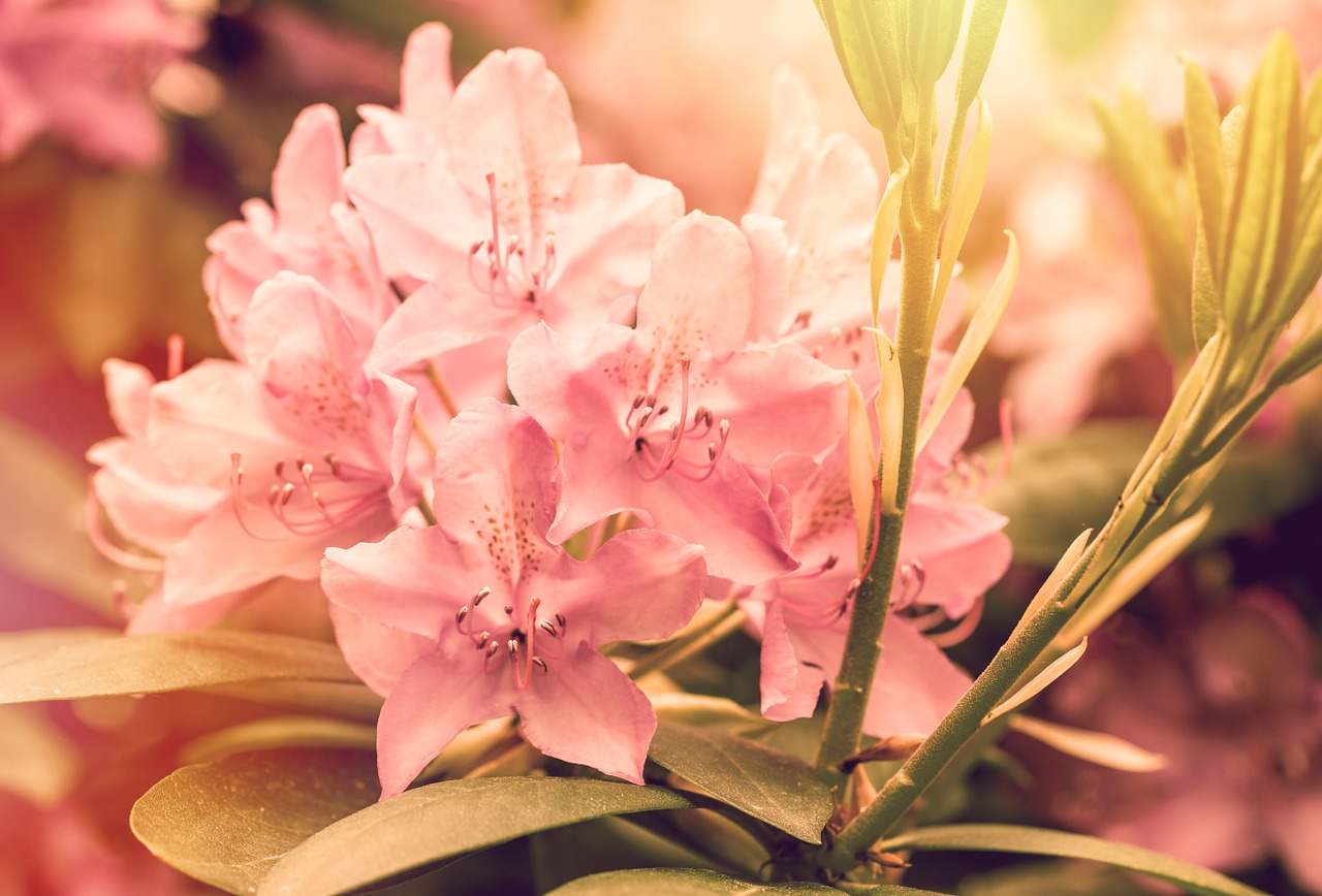 blossom bloom rhododendron free photo