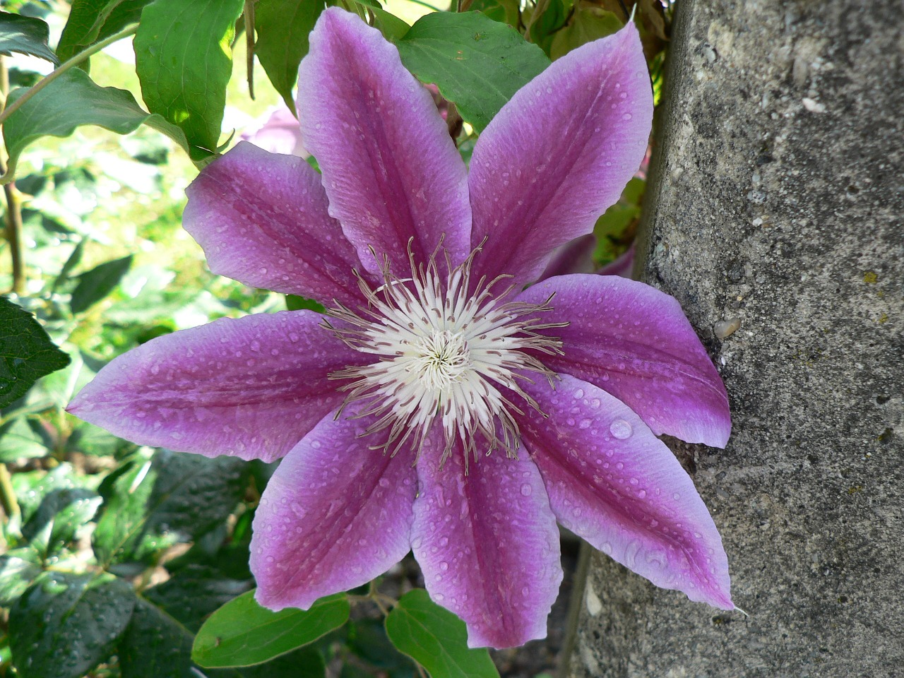 blossom bloom flower free photo