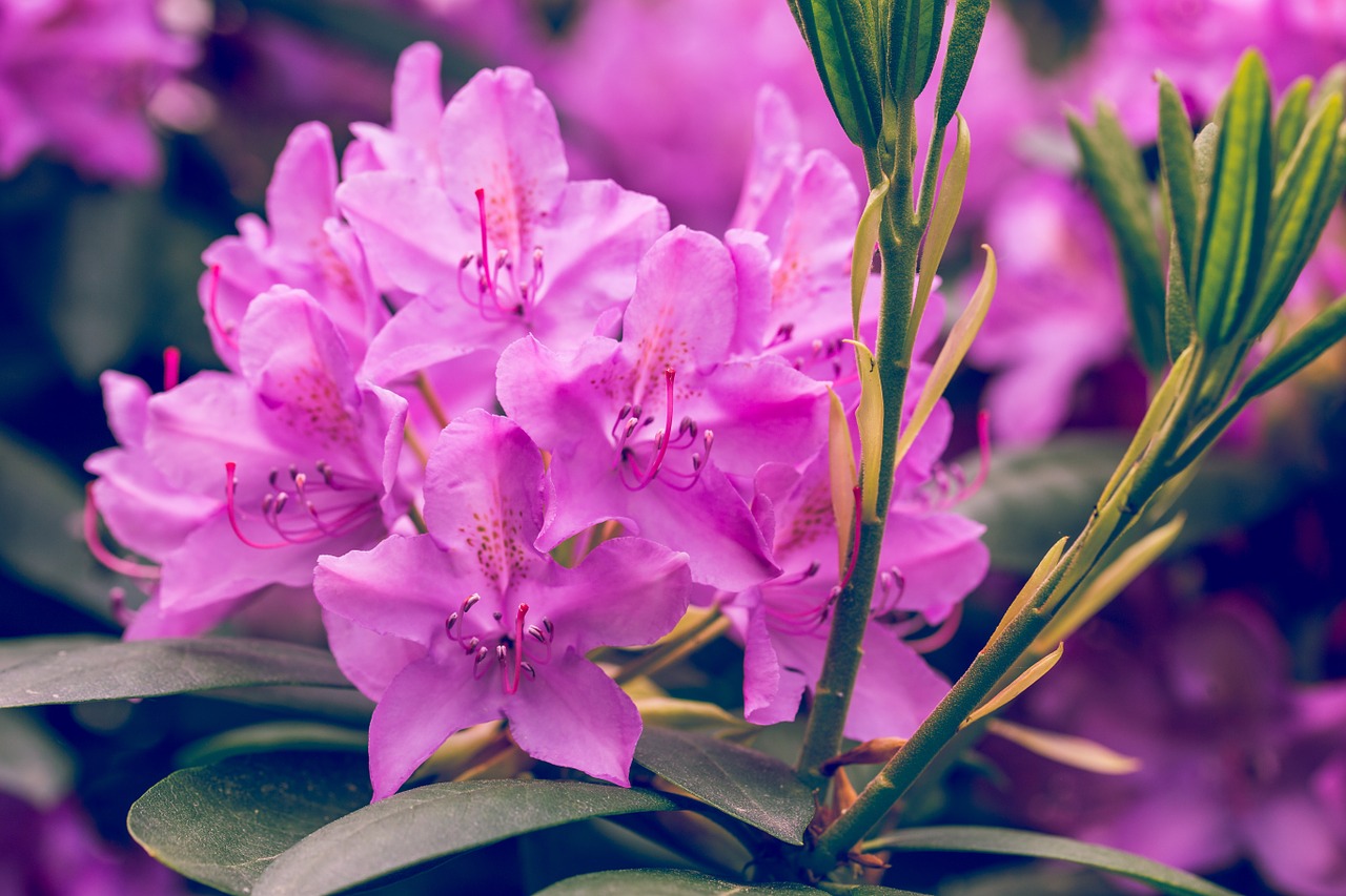 blossom bloom rhododendron free photo