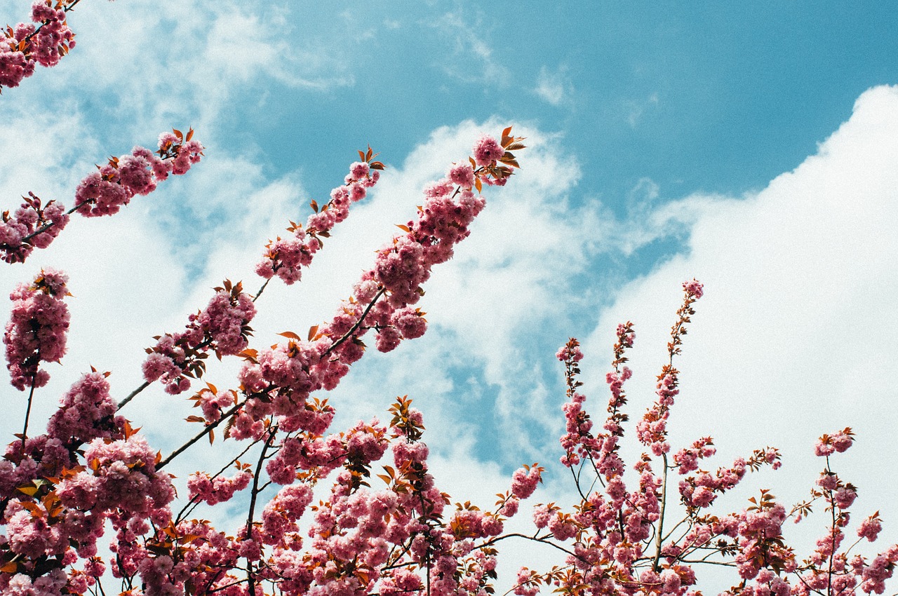 blossom sky spring free photo