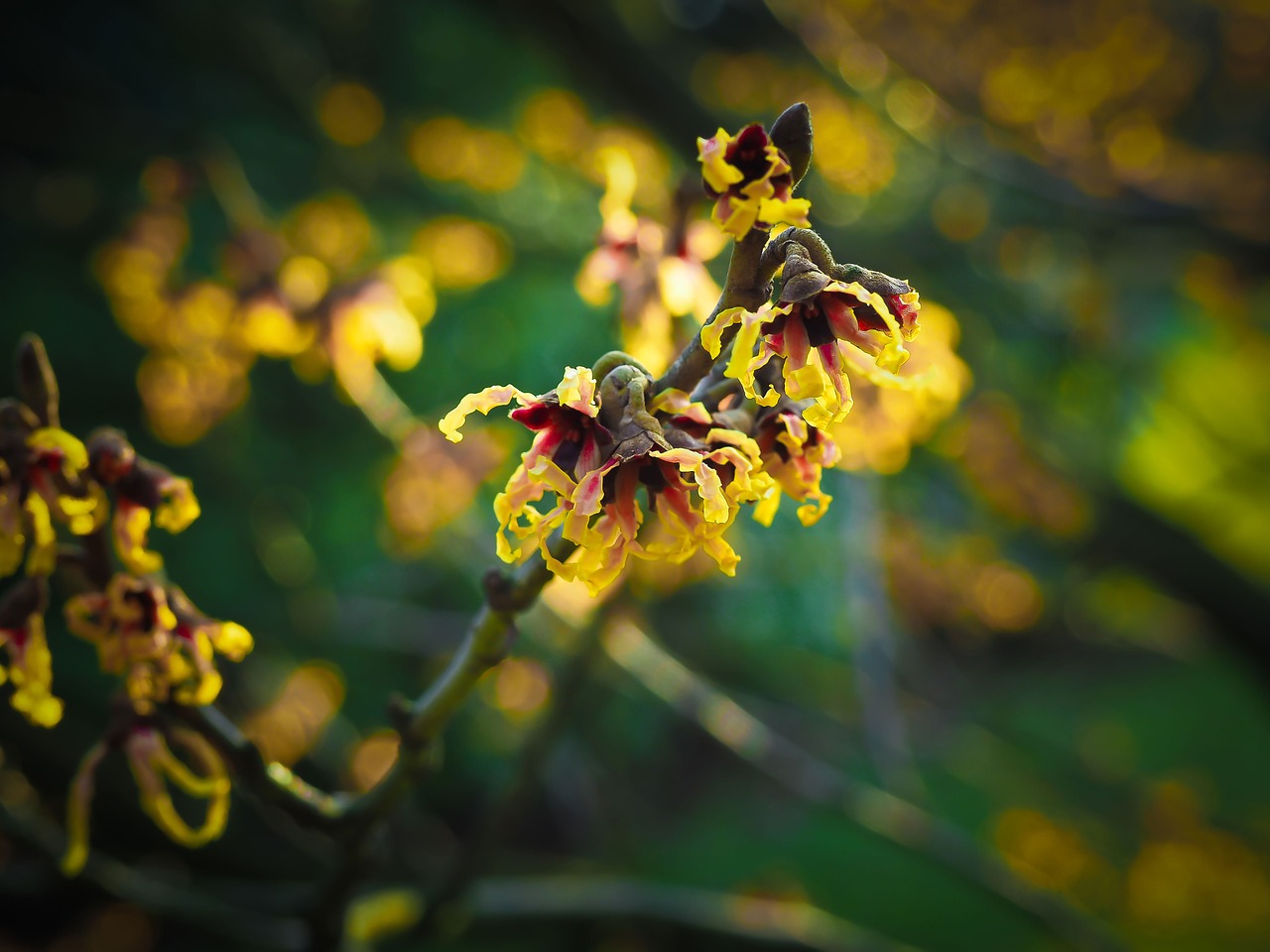 blossom bloom witch hazel free photo