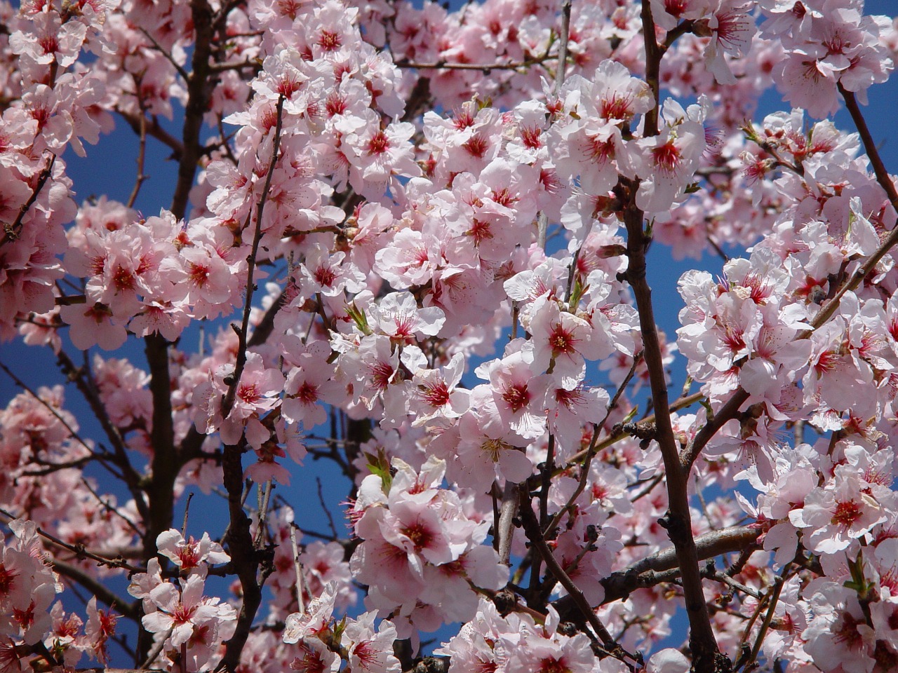 blossom bloom almond blossom free photo