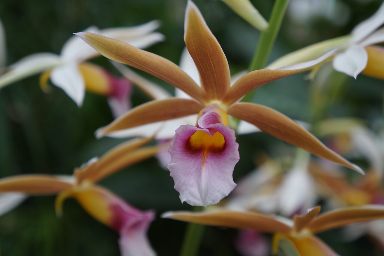 botanical garden blossom bloom free photo