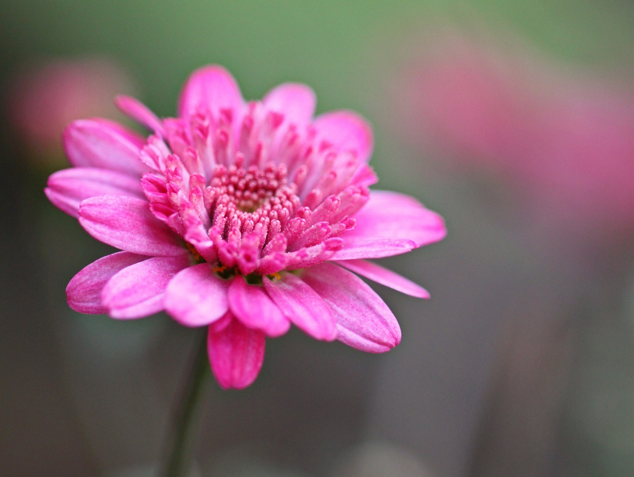 blossom bloom flower free photo