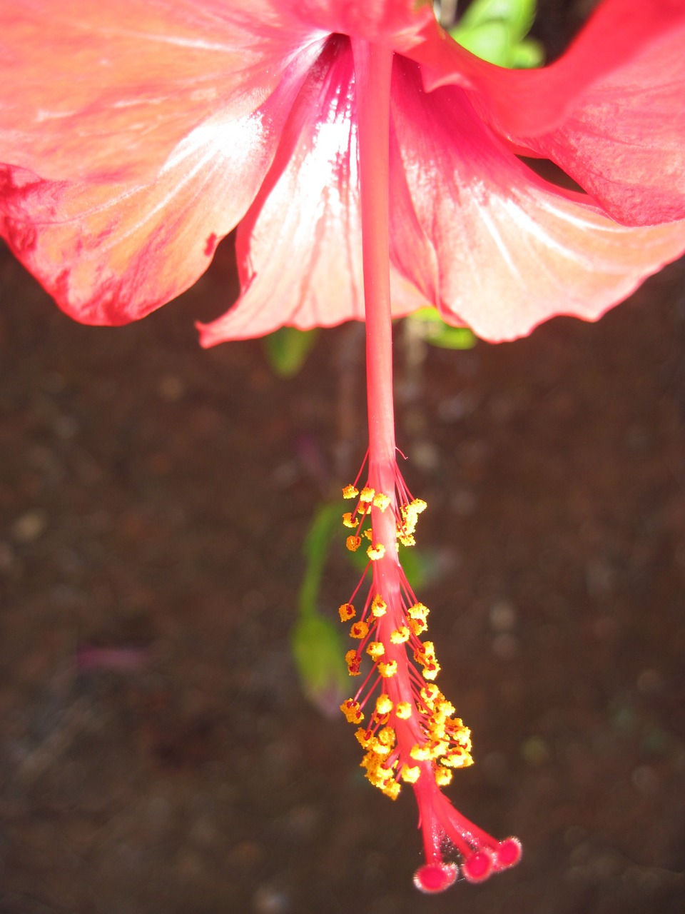 blossom bloom hibiscus free photo