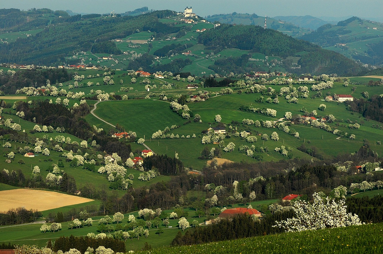 blossom mostviertel austria free photo