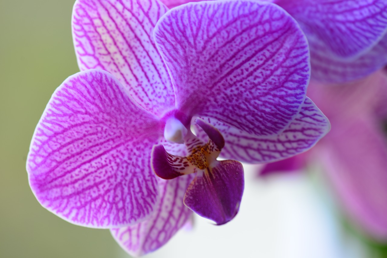 blossom bloom orchid free photo