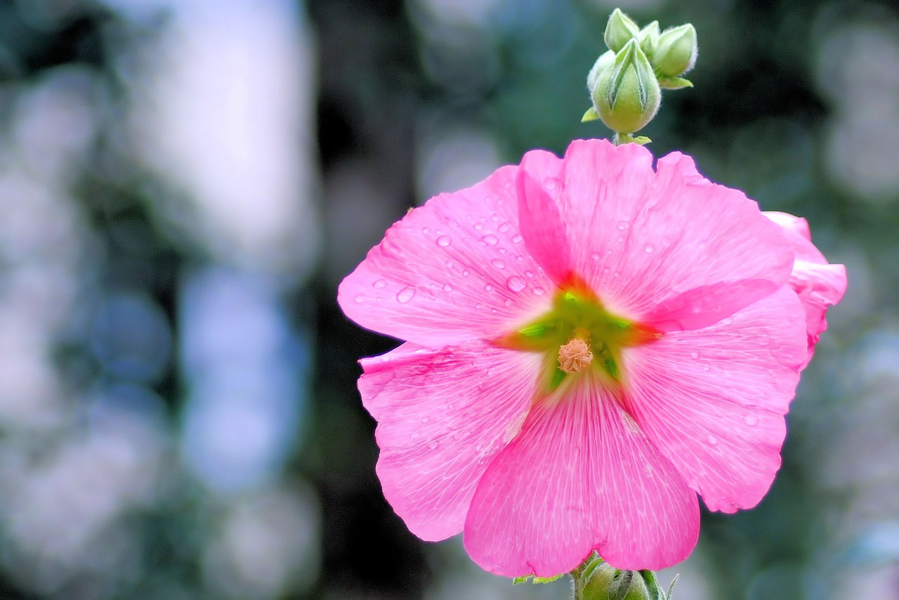 mallow hollyhock flower stock rose free photo