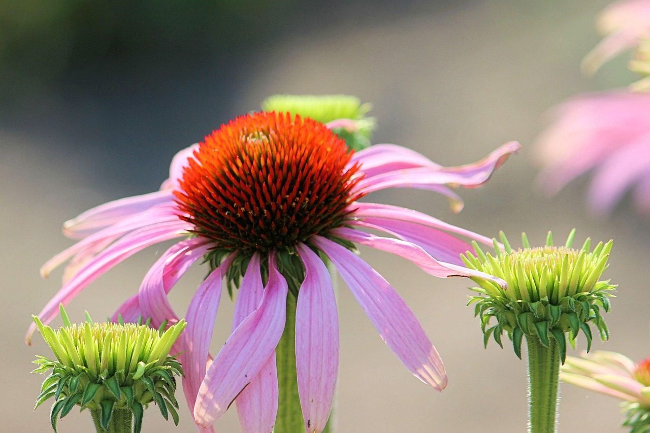 sun hat blossom bloom free photo