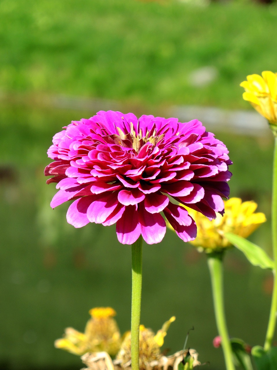 blossom flower botany free photo