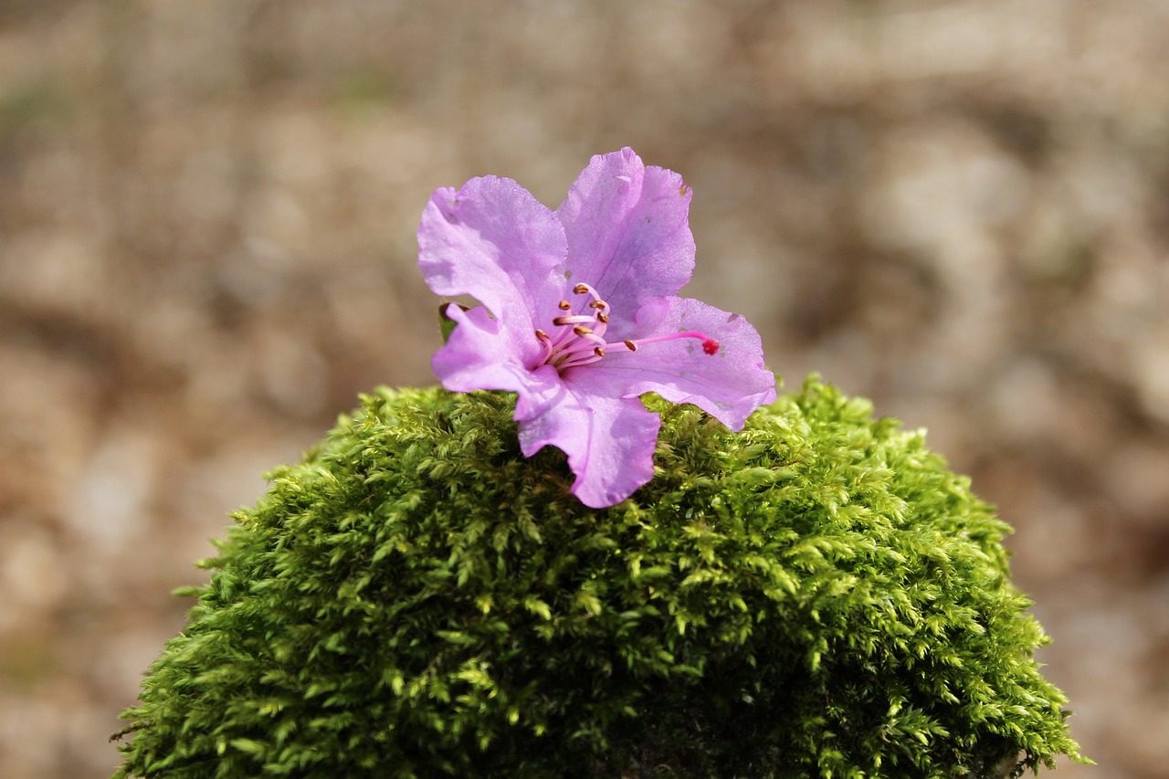 azalea blossom bloom free photo