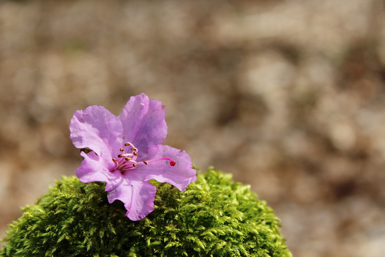 blossom bloom purple free photo