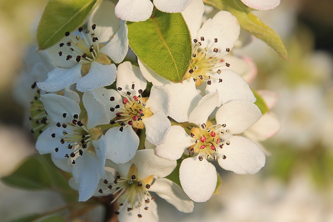 blossom blossom bloom free photo