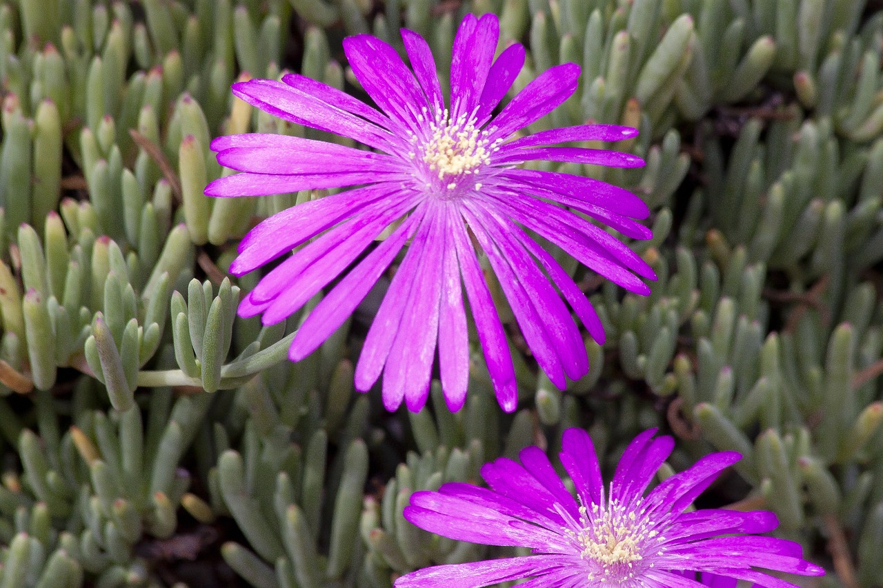 blossom bloom flower free photo