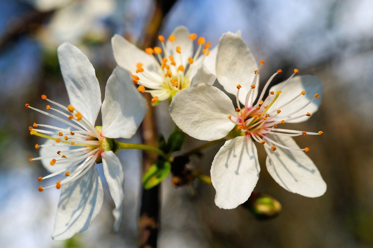 blossom bloom apple blossom free photo