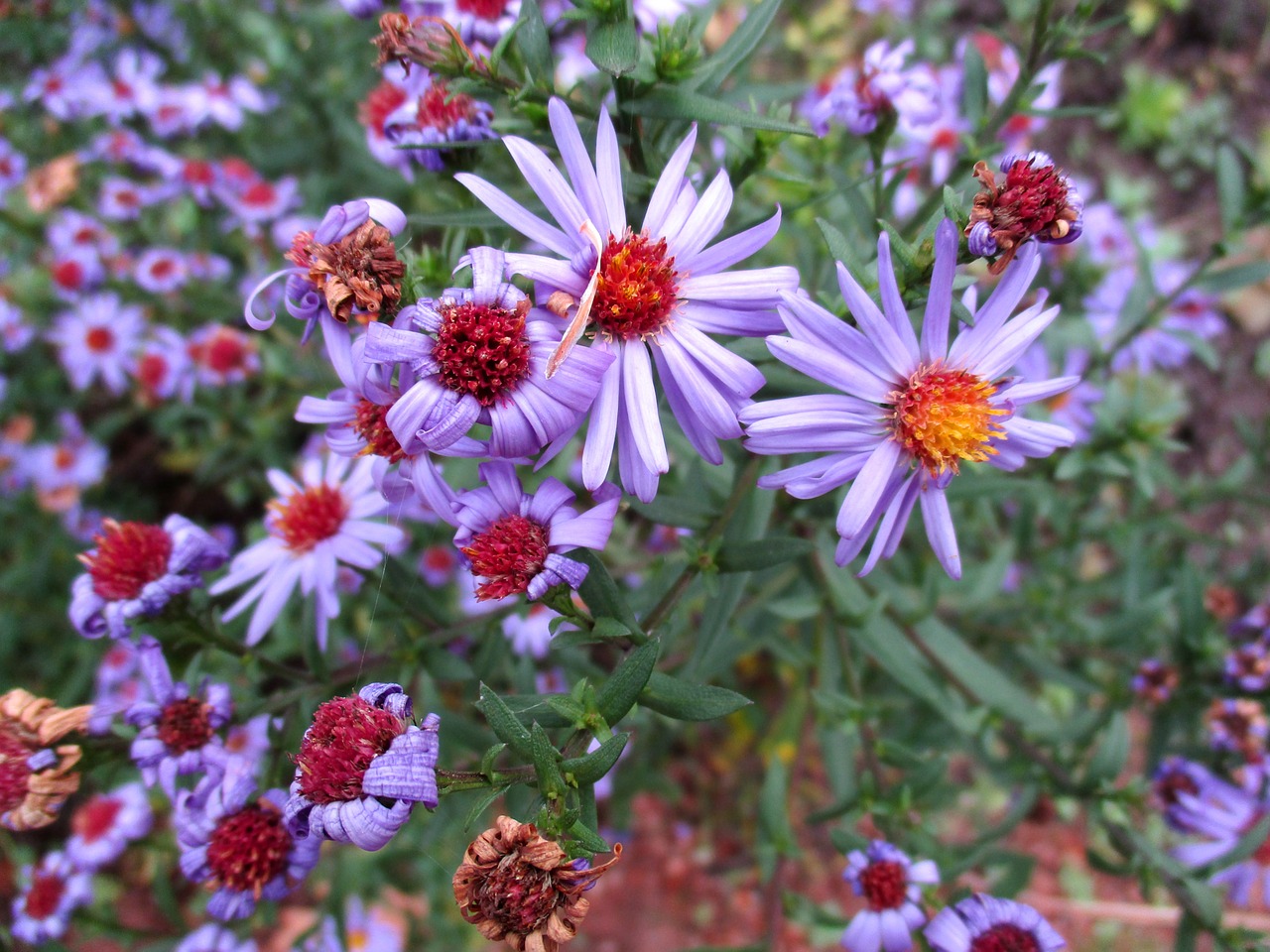 pillow aster blossom bloom free photo