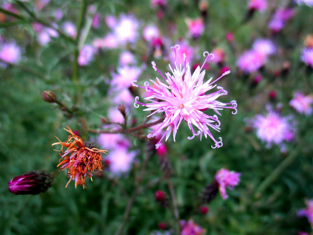 blossom bloom plant free photo