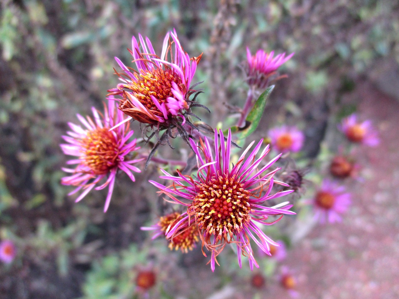 blossom bloom plant free photo