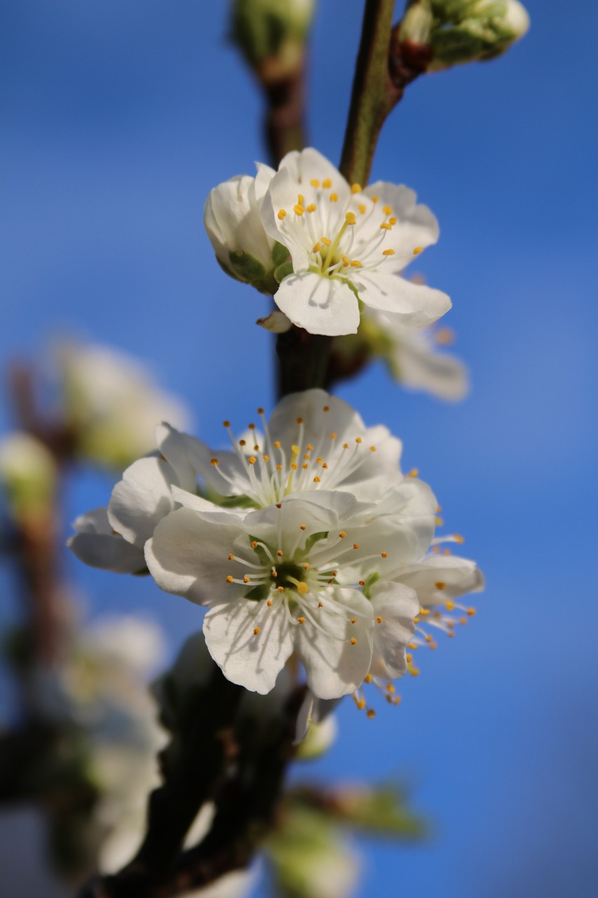 blossom plum blossom spring free photo