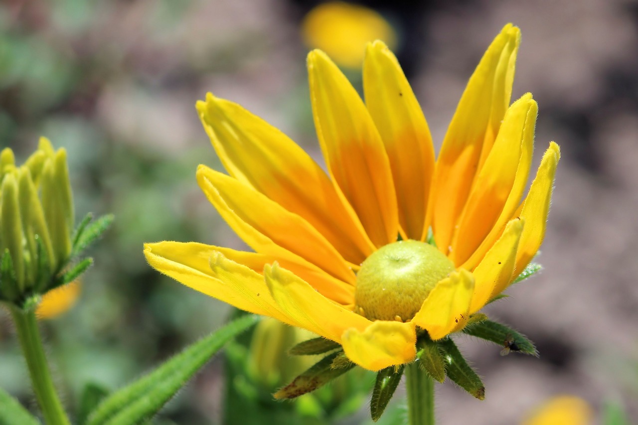 blossom bloom yellow free photo