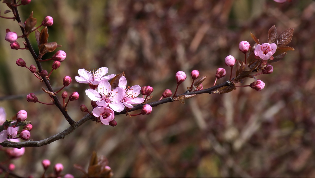 blossom bloom pink free photo