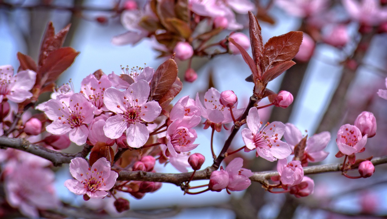 blossom bloom pink free photo