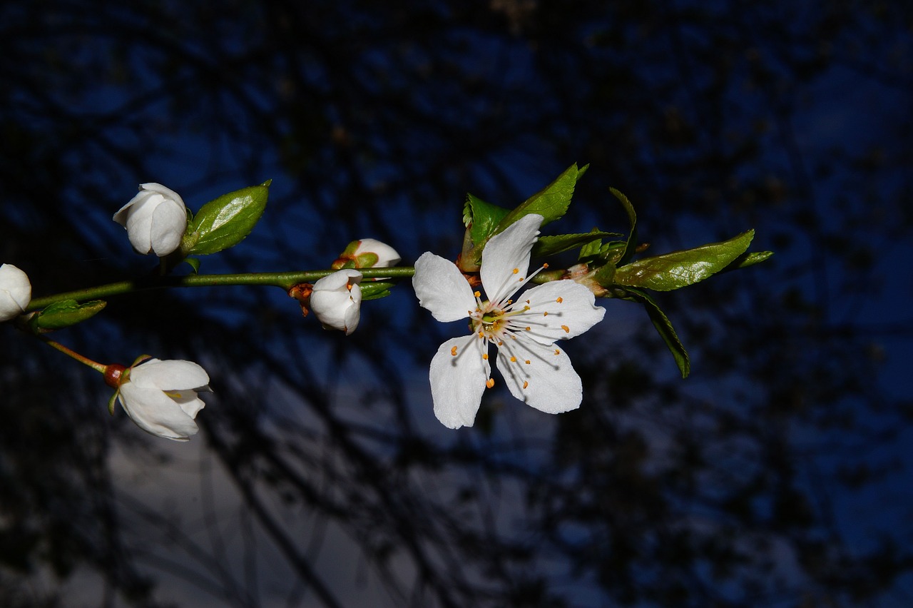 blossom bloom apple blossom free photo