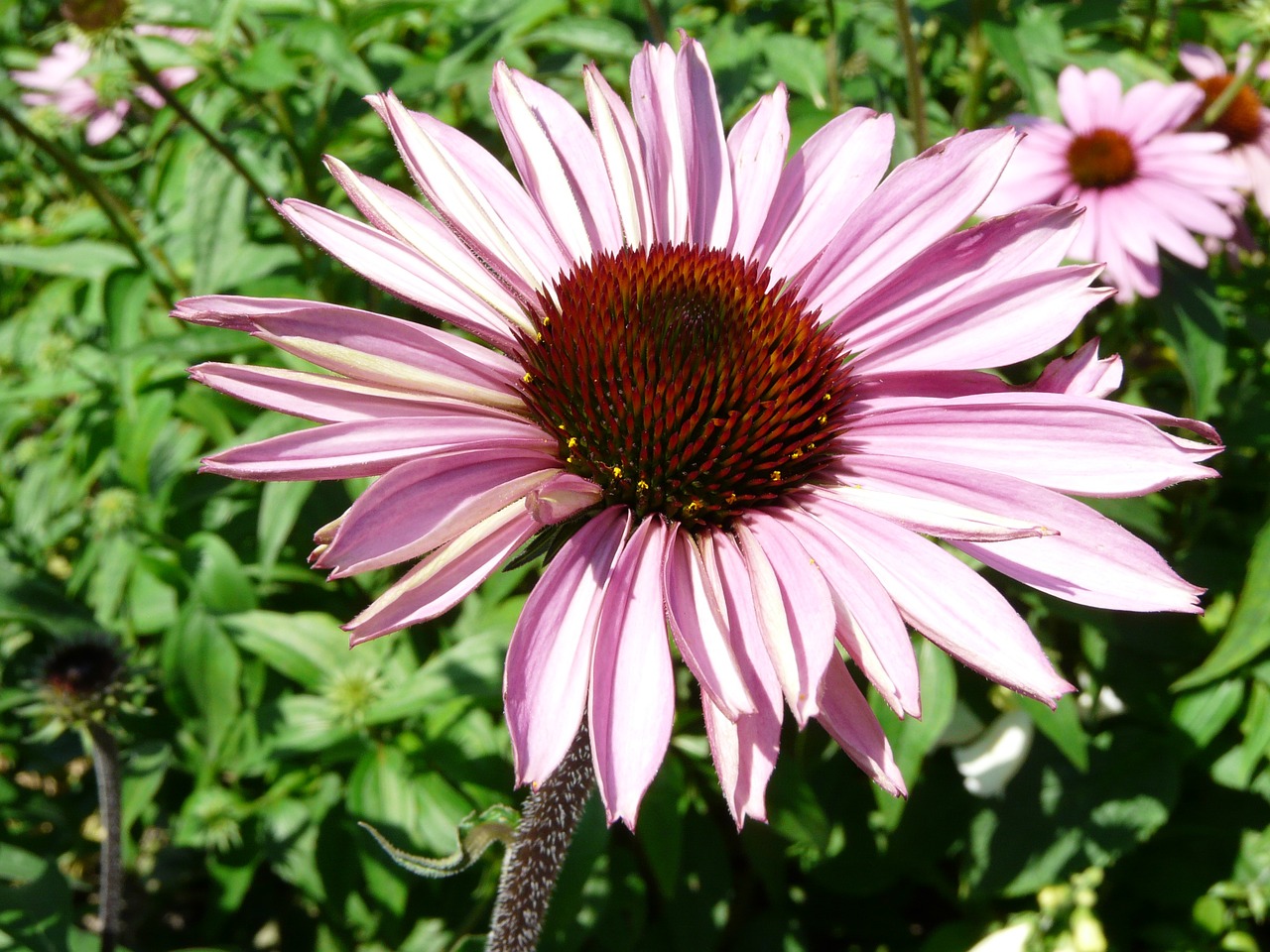 blossom bloom gerbera free photo