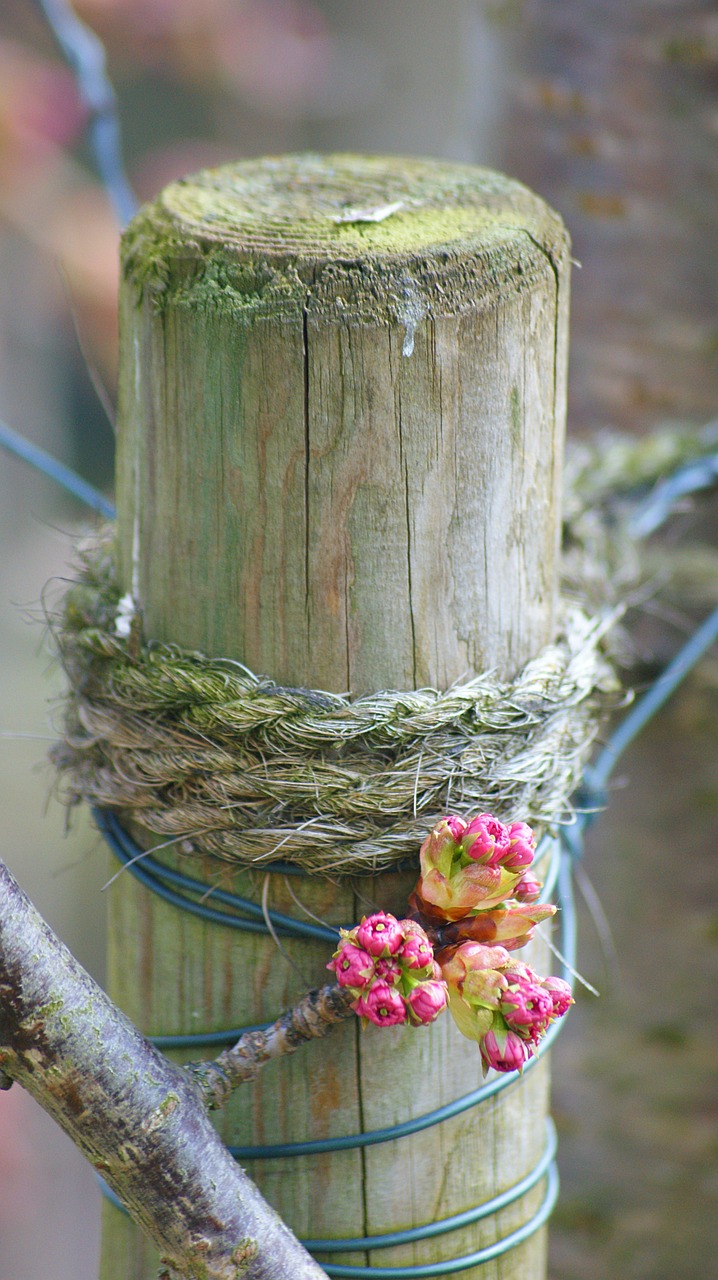 blossom flowers wood free photo