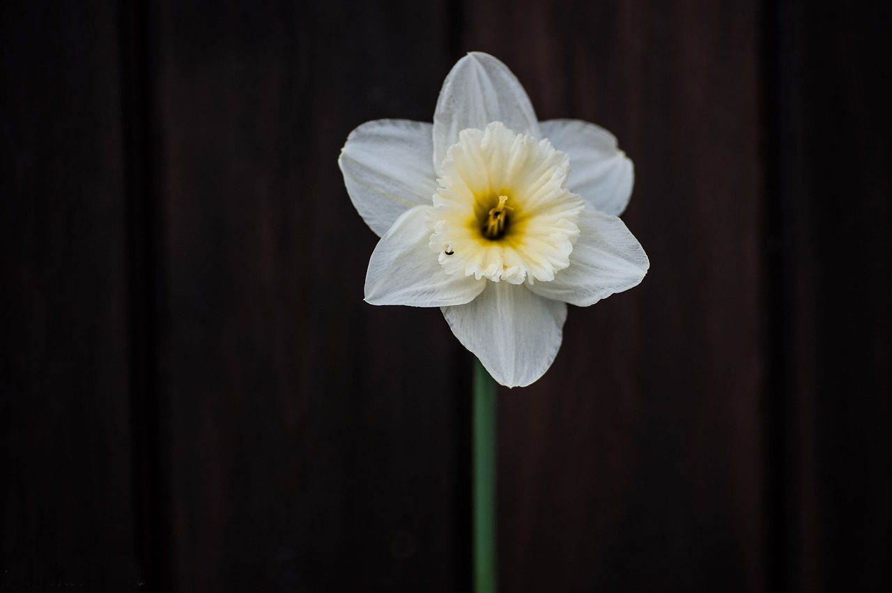 blossom bloom flower free photo