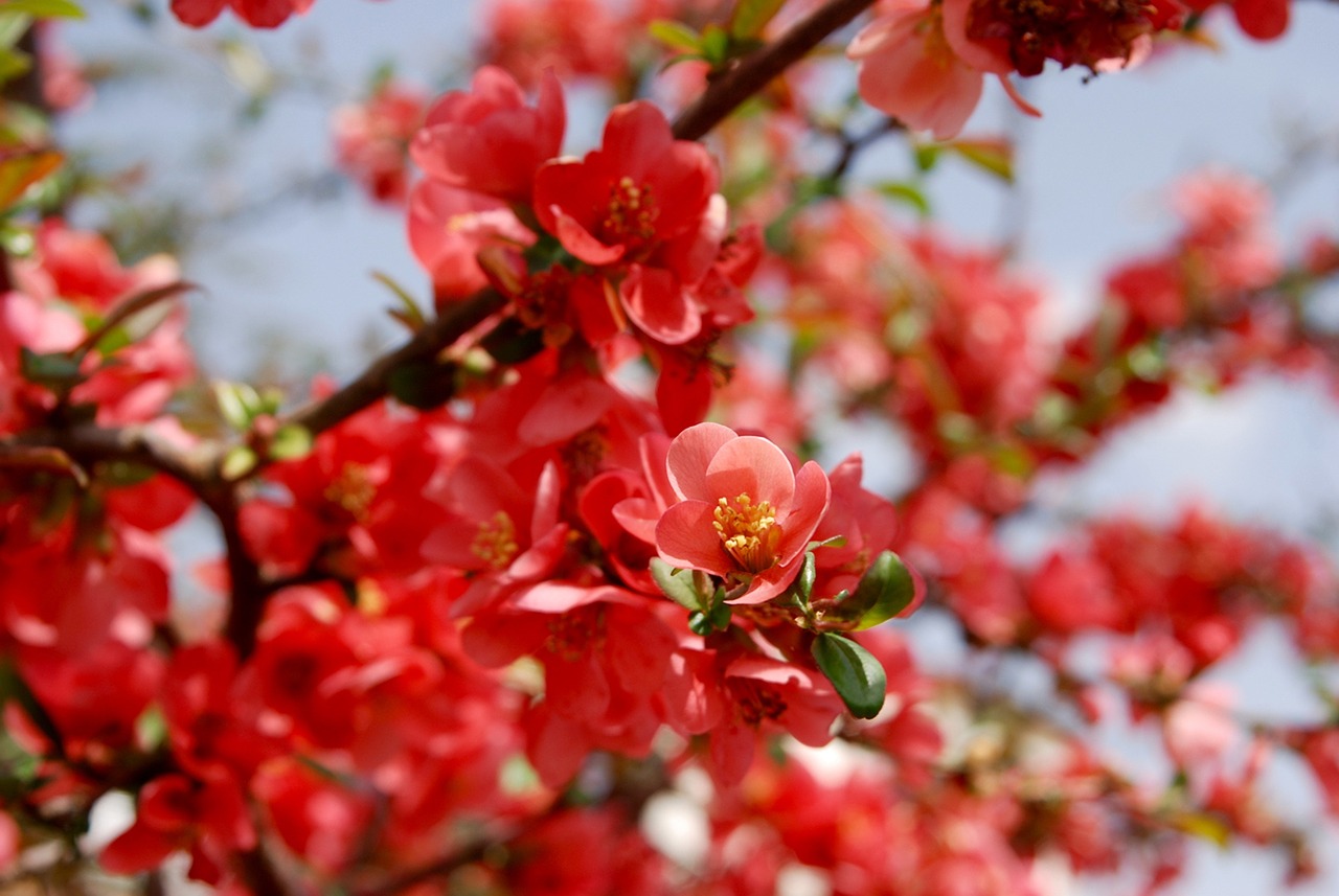 blossom bloom bush free photo