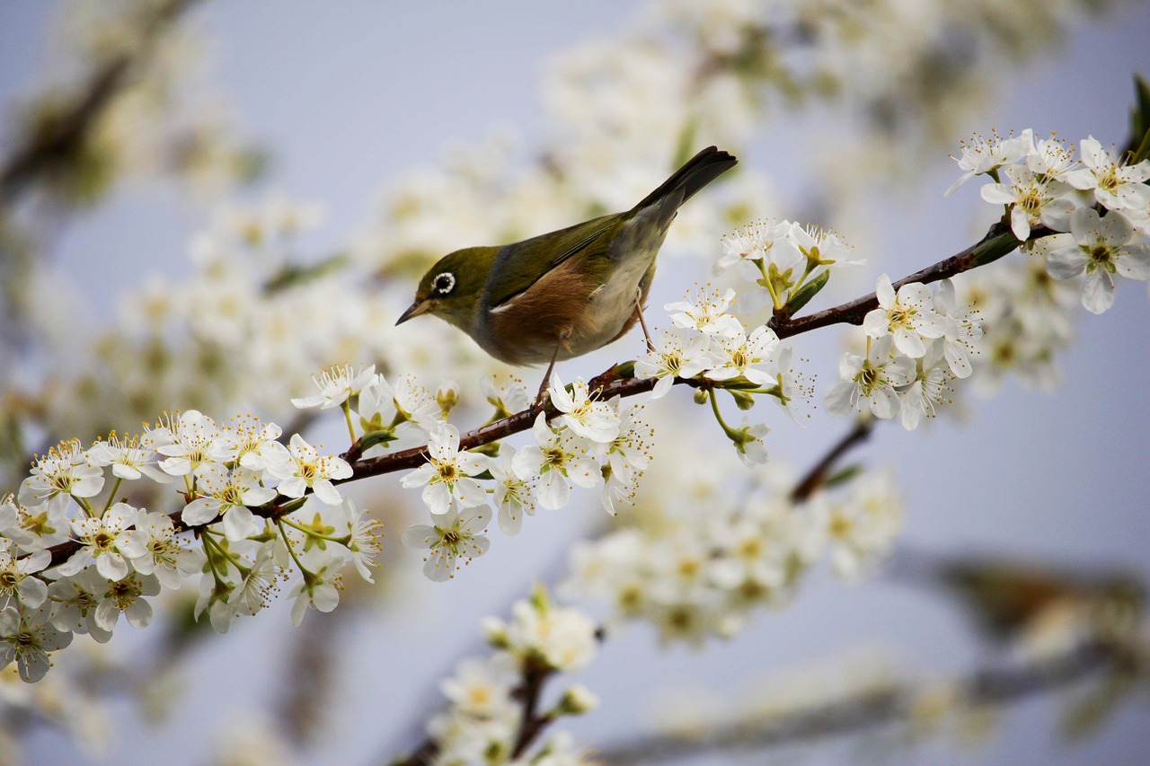 blossom white bird free photo